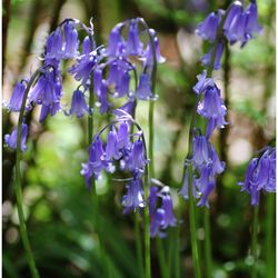 Close-up of purple flowering plants