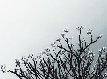 Low angle view of silhouette tree against clear sky