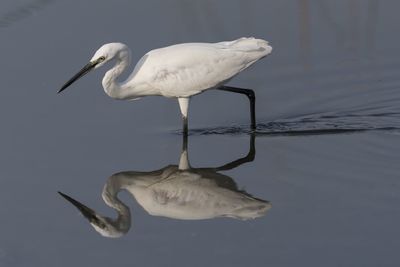 Close-up of heron on lake