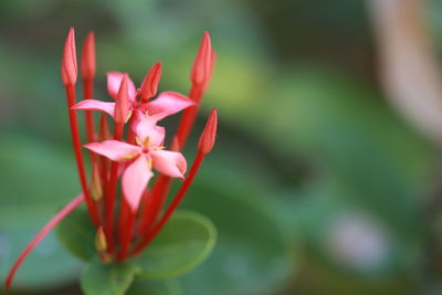 Close-up of pink flower