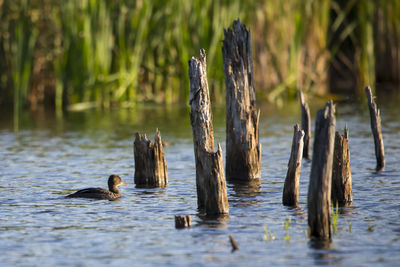 Ducks swimming in lake