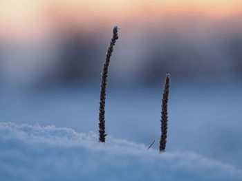 Close-up of snow on plant against sky during sunset