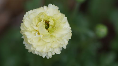 Close-up of insect on white flowering plant