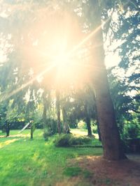 Sunlight streaming through trees in park