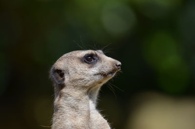 Close-up of an animal looking away