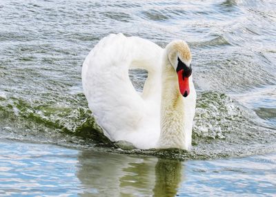 Swan floating on lake