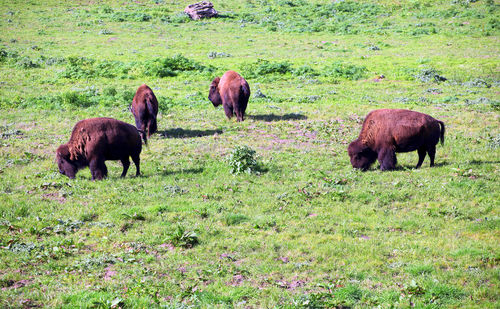 Horses grazing in a field