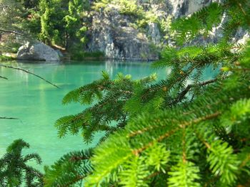 Reflection of trees in lake
