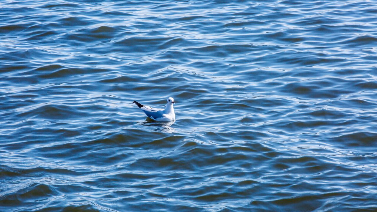 animals in the wild, one animal, animal themes, bird, animal wildlife, waterfront, day, nature, water, no people, outdoors, spread wings, beauty in nature