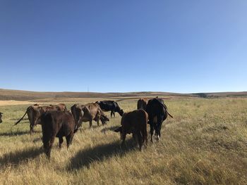 Horses in a field