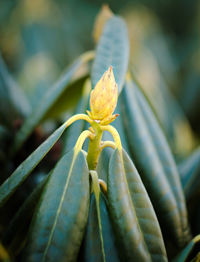 Close-up of insect on flower