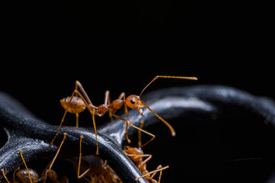 Close-up of ant over black background