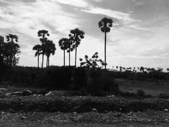 Palm trees on field against sky