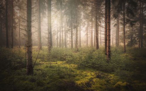 Pine trees in forest