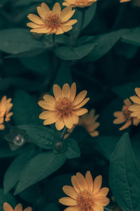 High angle view of flowering plant