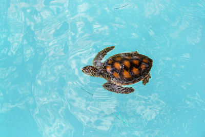 High angle view of turtle in swimming pool