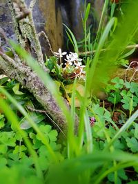 Close-up of mushroom on grass