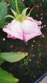 Close-up of wet pink flower blooming outdoors