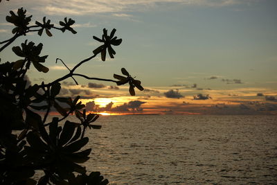 Close-up of silhouette palm tree against sea at sunset