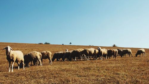 Sheep grazing in field