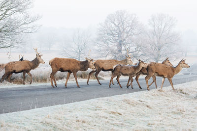 Scenic view of herd of deers crossing road