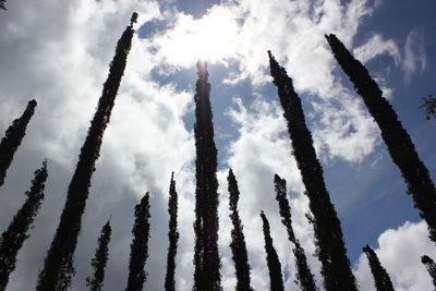 Low angle view of silhouette trees against clouds