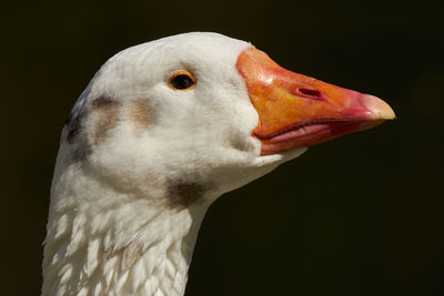 Close-up of a bird against black background