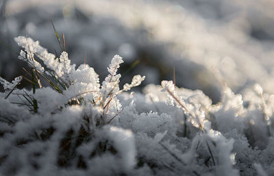 Close-up of snow on plant during winter