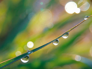 Close-up of water drops on plant