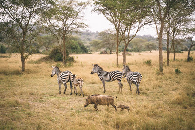 Zebra standing on grassy field