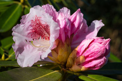 Close-up of pink rose flower