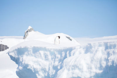 Low angle view of bird flying over snowcapped mountains against sky