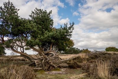 Trees on field against sky