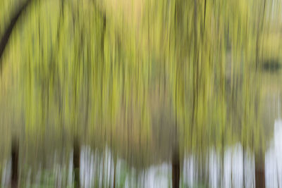 Full frame shot of palm tree leaves