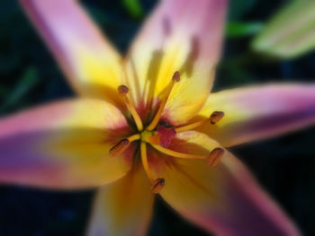 Close-up of yellow flower