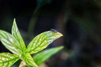 Close-up of insect on plant