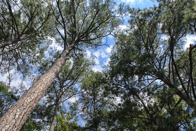 Low angle view of trees in forest