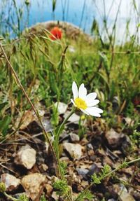 Close-up of white crocus flowers on field