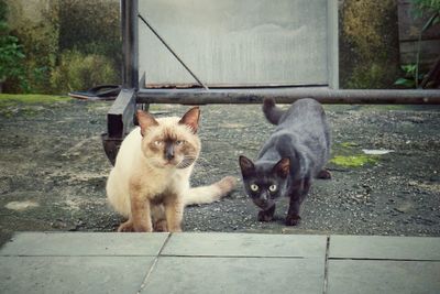 Portrait of two cats on the floor