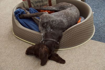 High angle view of dog relaxing