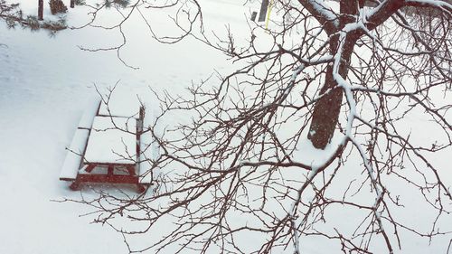 Low angle view of bare trees