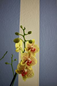 Close-up of yellow flowering plant against wall