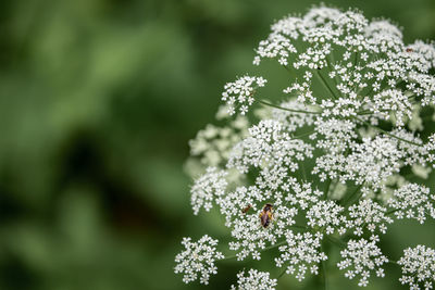 Close-up of white flowering plant