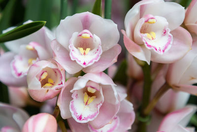 Close-up of pink flowering plants