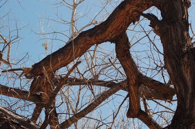 Low angle view of bare tree against clear sky