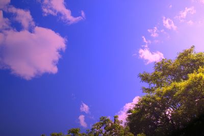 Low angle view of trees against blue sky