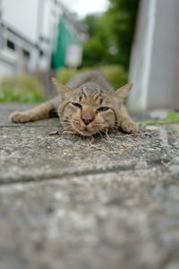 Portrait of cat relaxing outdoors