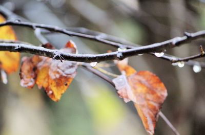 Close-up of snake on branch