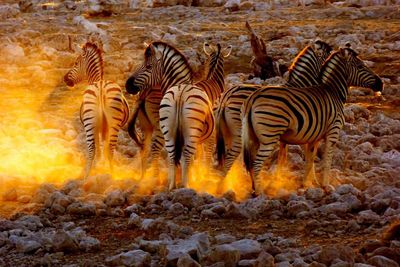 Close-up of zebra