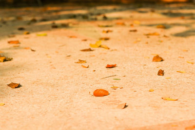 Close-up of dry autumn leaves on sand